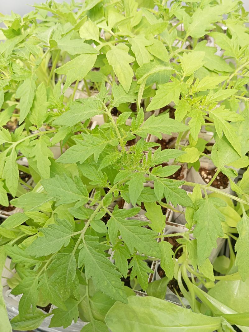 Solanum lycopersicum